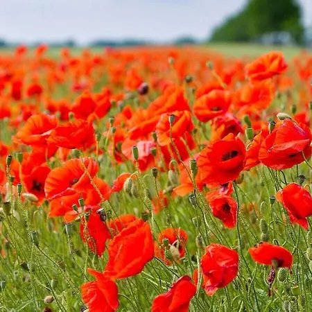 Dom wakacyjny 1-room In Ruegeband Waren (Mueritz)