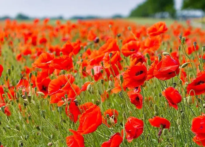Σπίτι διακοπών 1-room In Ruegeband Βάρεν
